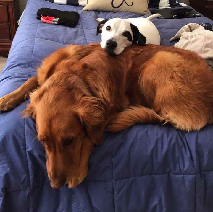 NWR- pets! We love them show me yours :)