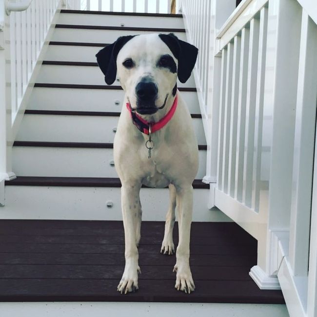 Spinoff: Show us your rescues!