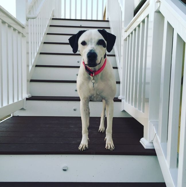 Let me see those fur babies!