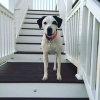 Let me see those fur babies!