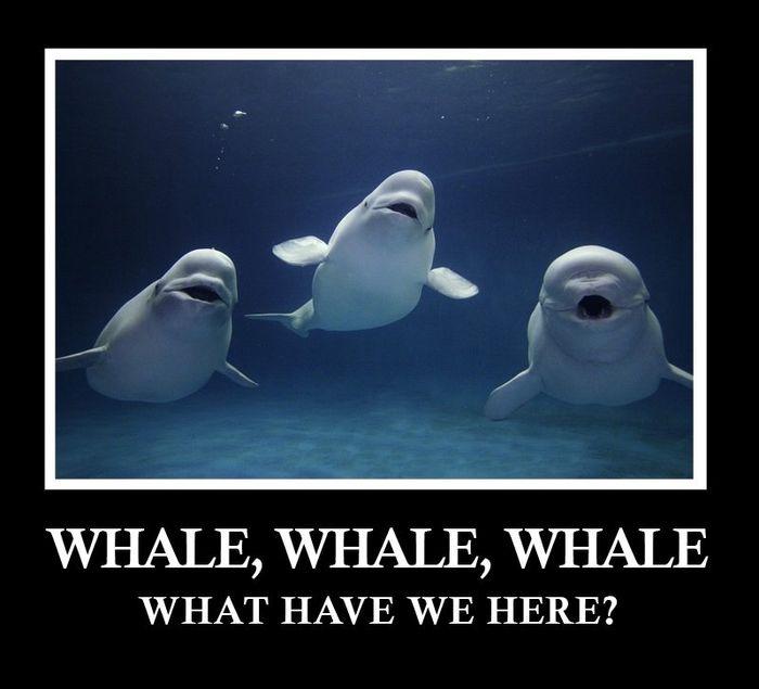 NWR- Funny pictures!