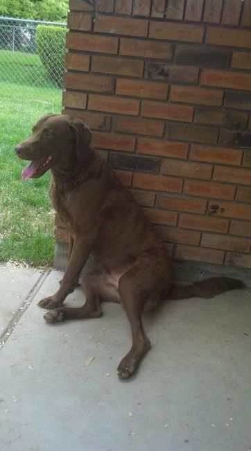 NWR- show me your pet!