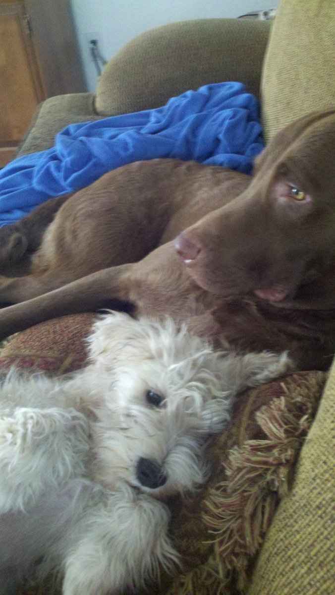 Keeping my mind of my wedding...Show me your dog:)!!**Pics