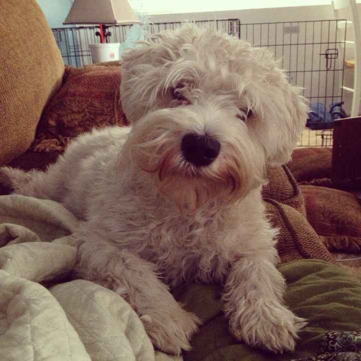 Need cheering up. Show me your puppies!