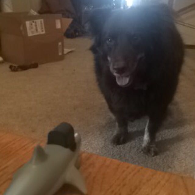 Let me see those fur babies!