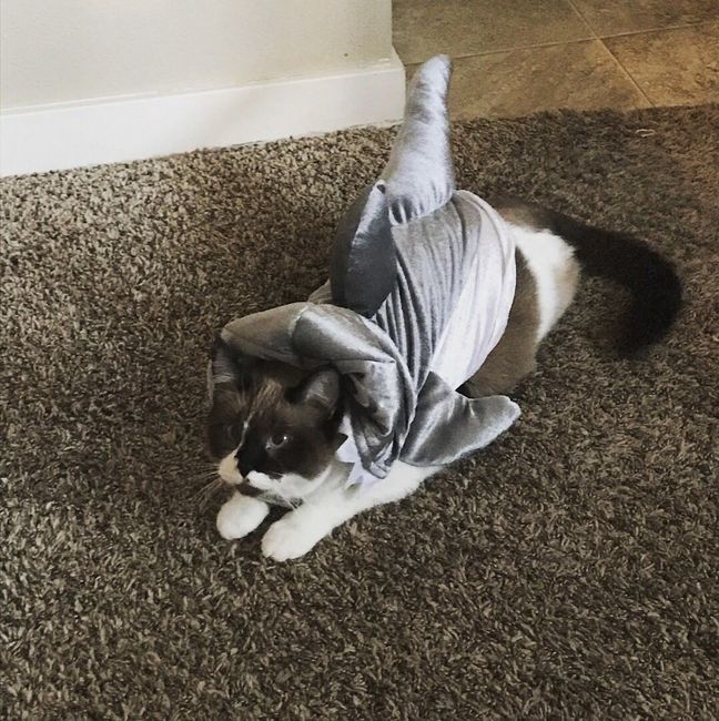 NWR:  Show me your fur babies!