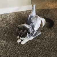 NWR:  Show me your fur babies!