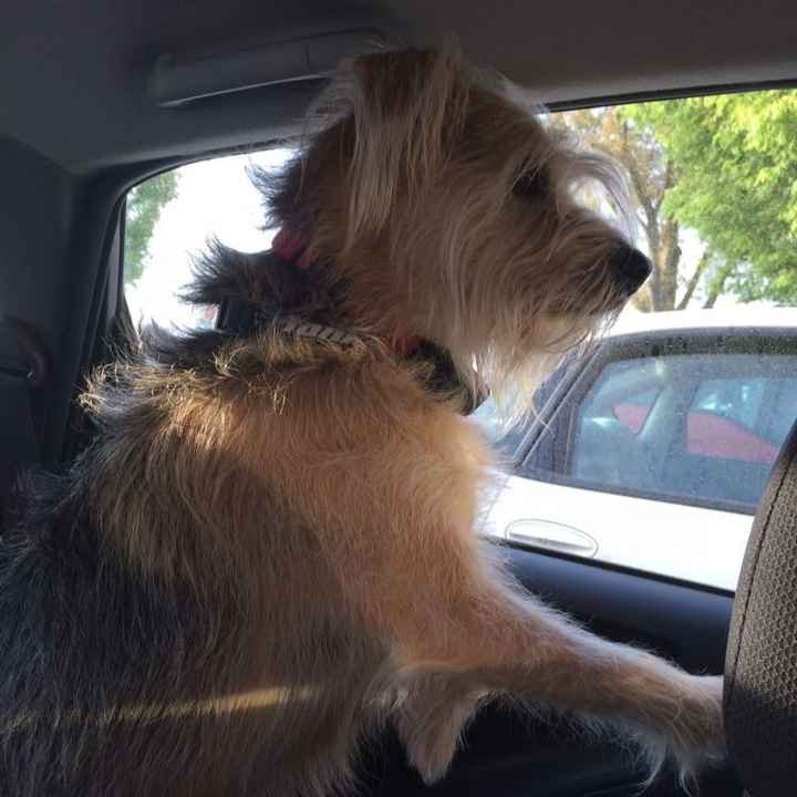 NWR- Does anybody want a dog?