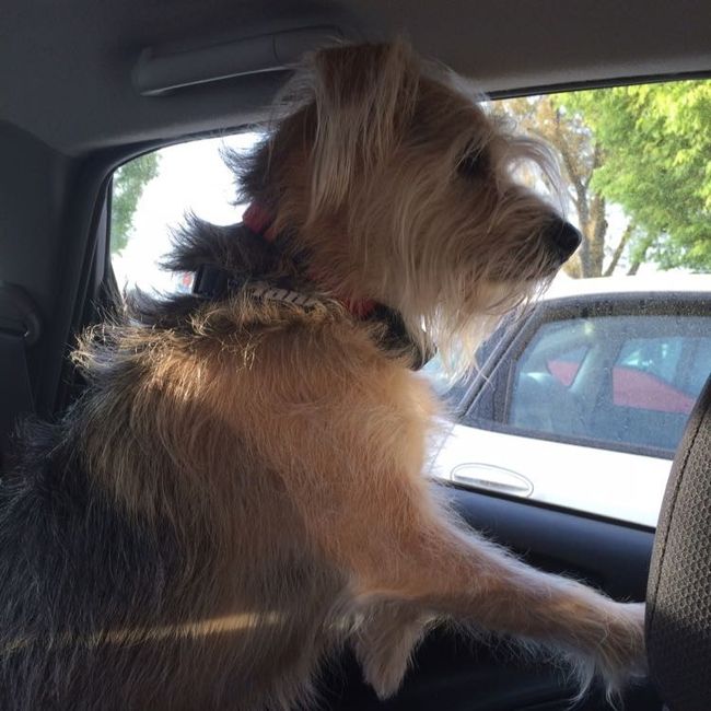 NWR- Does anybody want a dog?