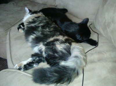 SBR: Meet my Fur-babies, lets see yours too