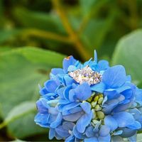 Brides of 2022! Show us your ring! - 1