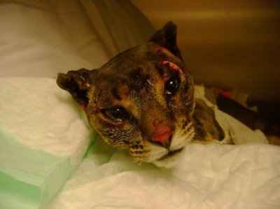 -NWR- Calling All Animal Lovers! Please Help This Poor Kitty! -UPDATE-