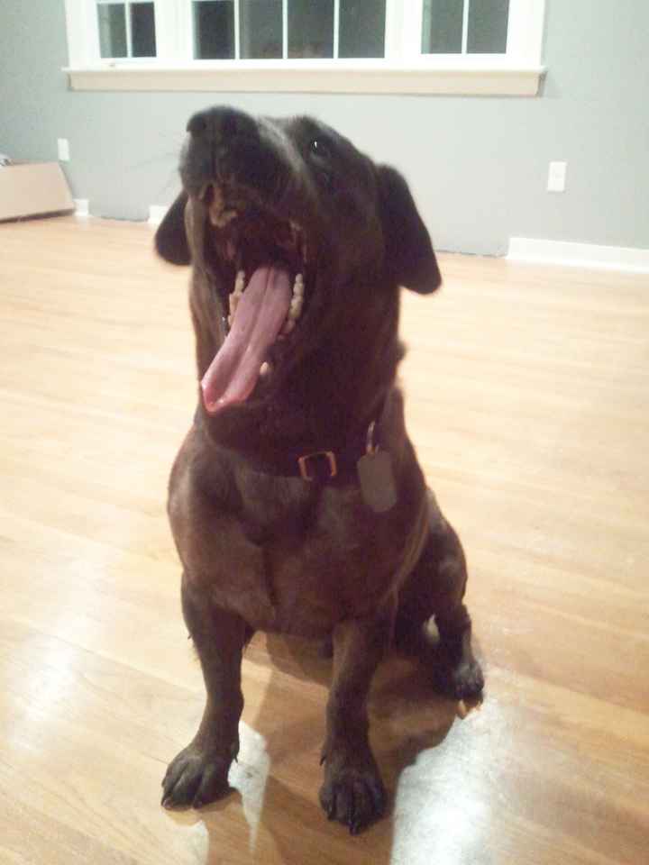 Show me your fur baby! (it has been awhile and I love seeing the pets!)