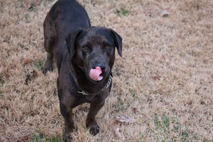 Show me your fur baby! (it has been awhile and I love seeing the pets!)