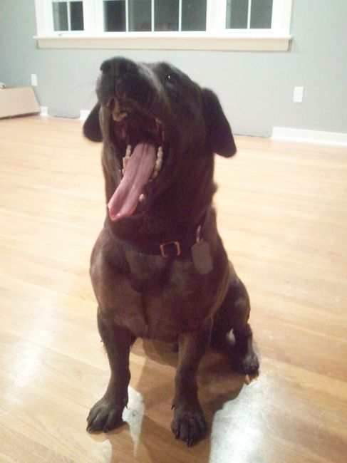 Show me your fur baby! (it has been awhile and I love seeing the pets!)