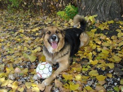 Let's do a show-and-tell about our fur-babies!!!