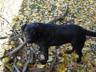 Let's do a show-and-tell about our fur-babies!!!