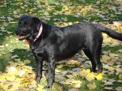 Show off your furbabies!