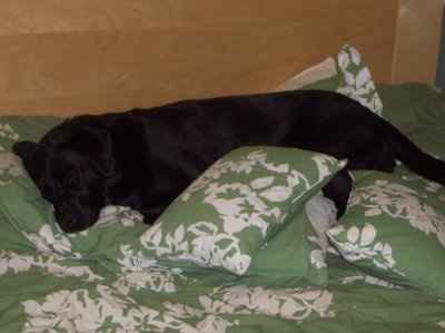 NWR... my cats.. do you have any pets?