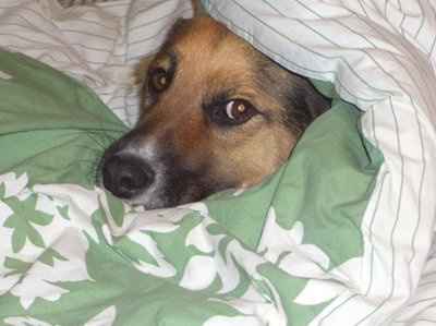 NWR... my cats.. do you have any pets?