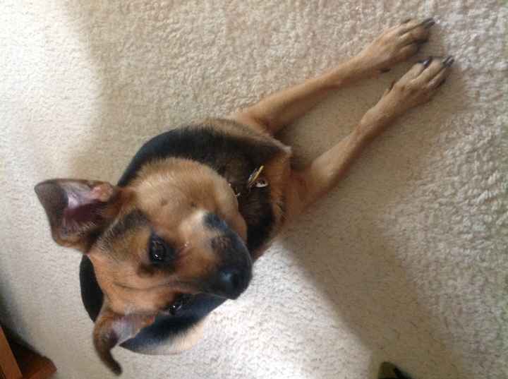 Dogs in our ceremony!