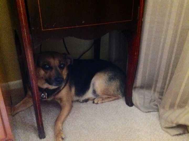 Furbabies?(non wedding post)