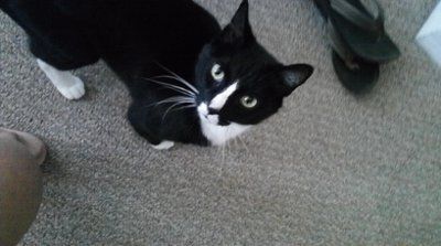 Furbabies!!! Lets show them off!