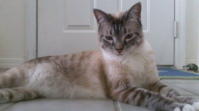 Furbabies!!! Lets show them off!