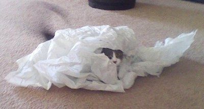 NWR  My silly kitteh