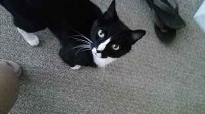 Furbabies!!! Lets show them off!