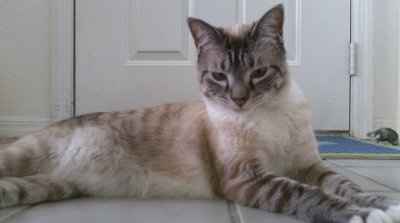 Furbabies!!! Lets show them off!