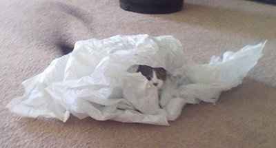 NWR  My silly kitteh