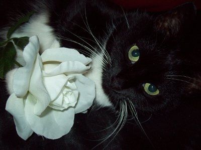 NWR: Show off your fur baby!