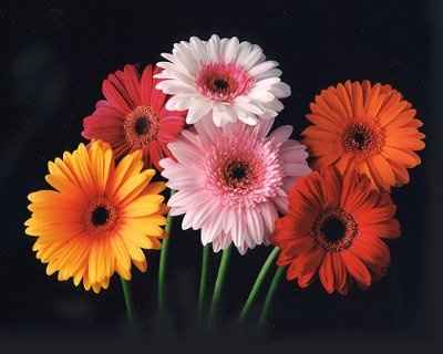 What's your favorite flower?