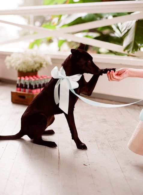 Puppy Ring Bearer - 2