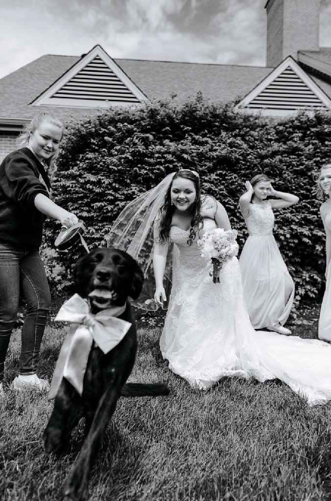 Creative ways to incorporate pets in the wedding? - 4