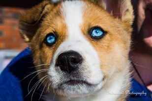 Fur babies with engagement/wedding photos