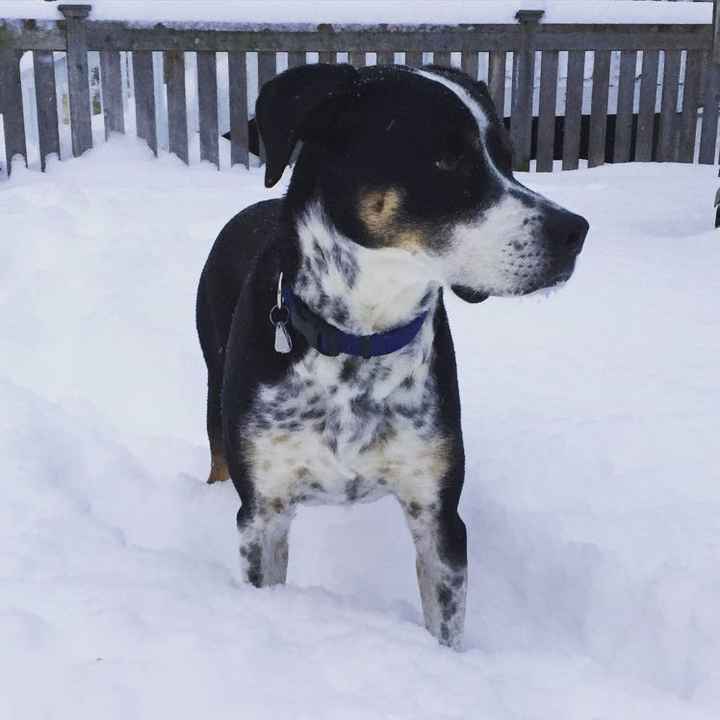 NWR: Puppybowl! And Fur Babies!