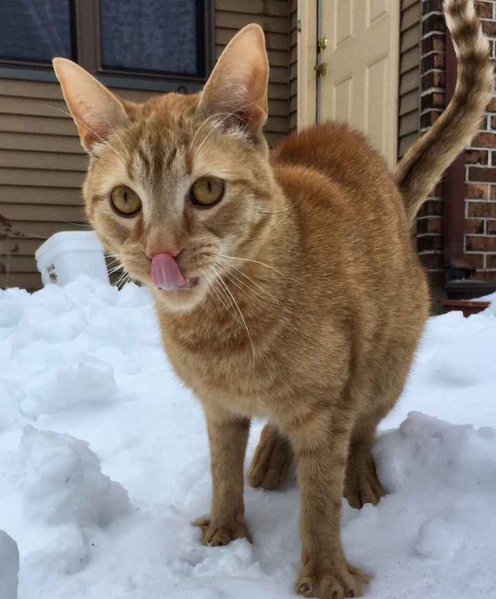 Let me see those fur babies!