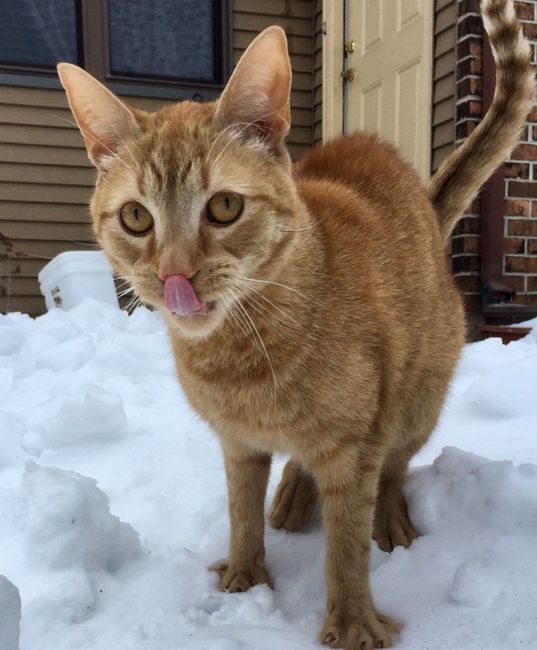 Let me see those fur babies!
