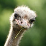 Ostrichka