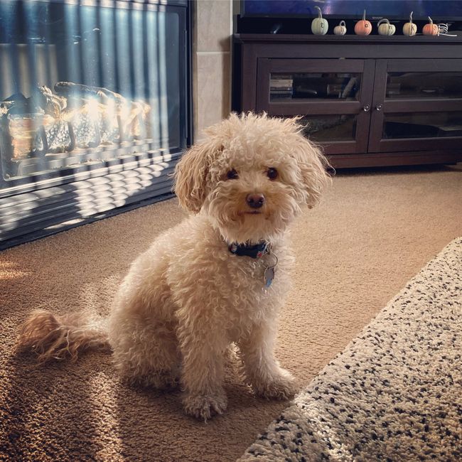 Show me your fur babies you and your SO have together! 17