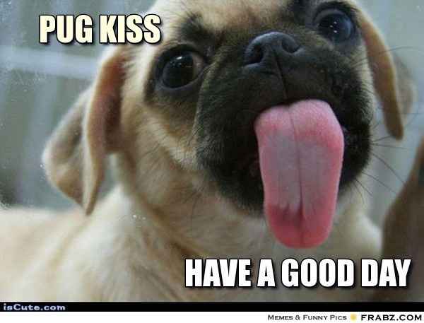 #petlife - pet memes & furbaby pictures!