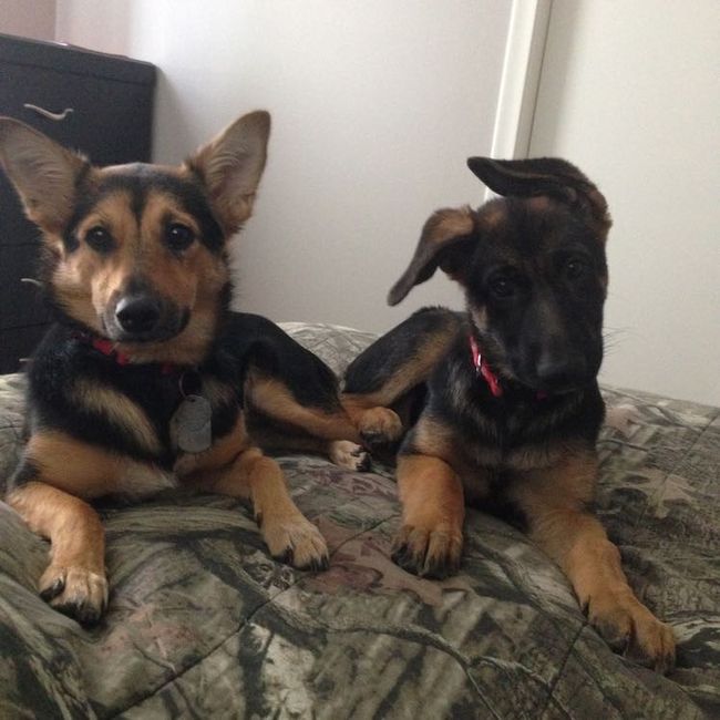 NWR: National Dog Day!