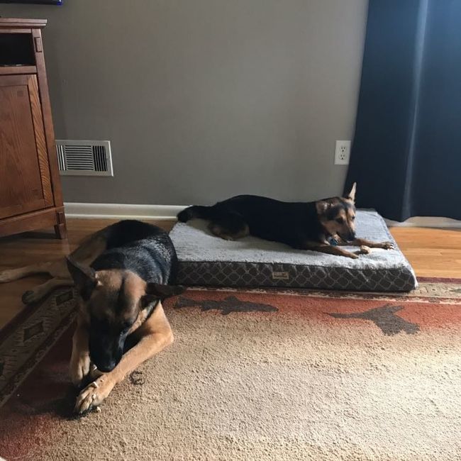 Furbabies?(non wedding post)