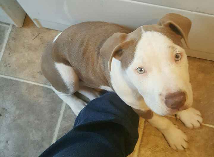 Pet owners! :-) Share your pets - 1