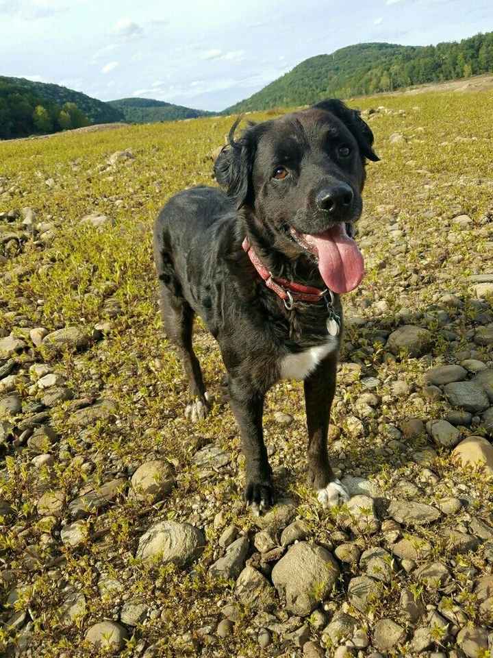 Using dogs in the ceremony
