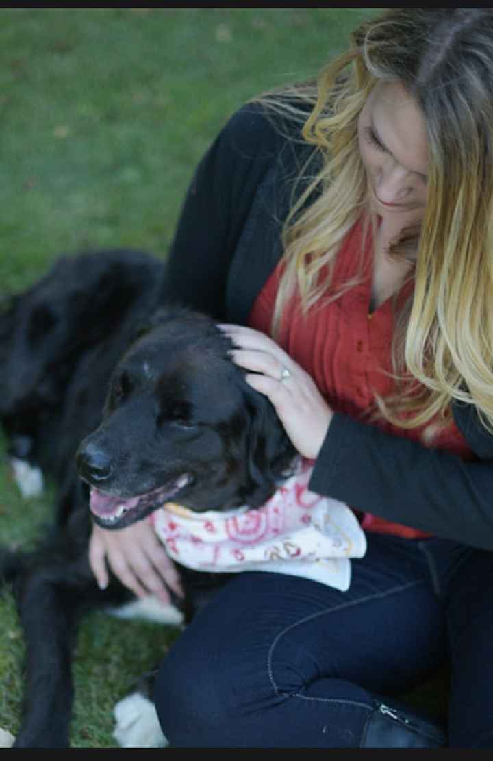 My dogs in my engagement pictures