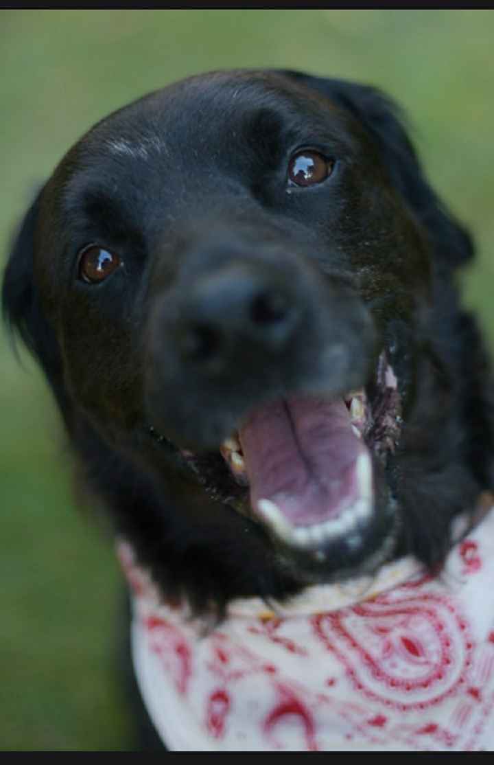My dogs in my engagement pictures