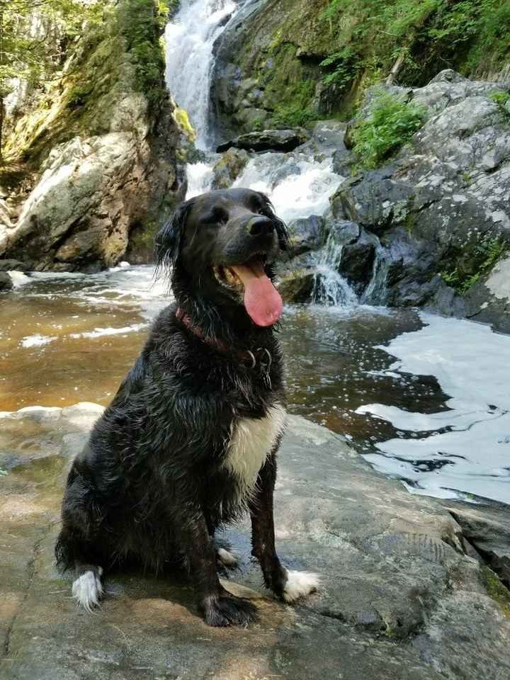 NWR:  Show me your fur babies!